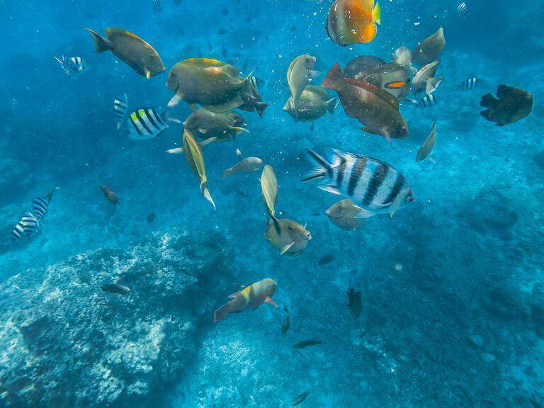 Unterwasserwelt mit bunten Fischen