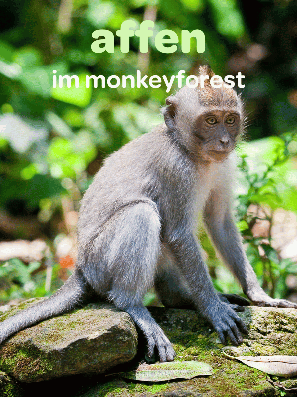 Affen in Monkey Forest