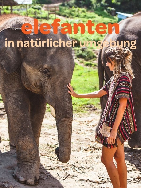 elefanten-thailand